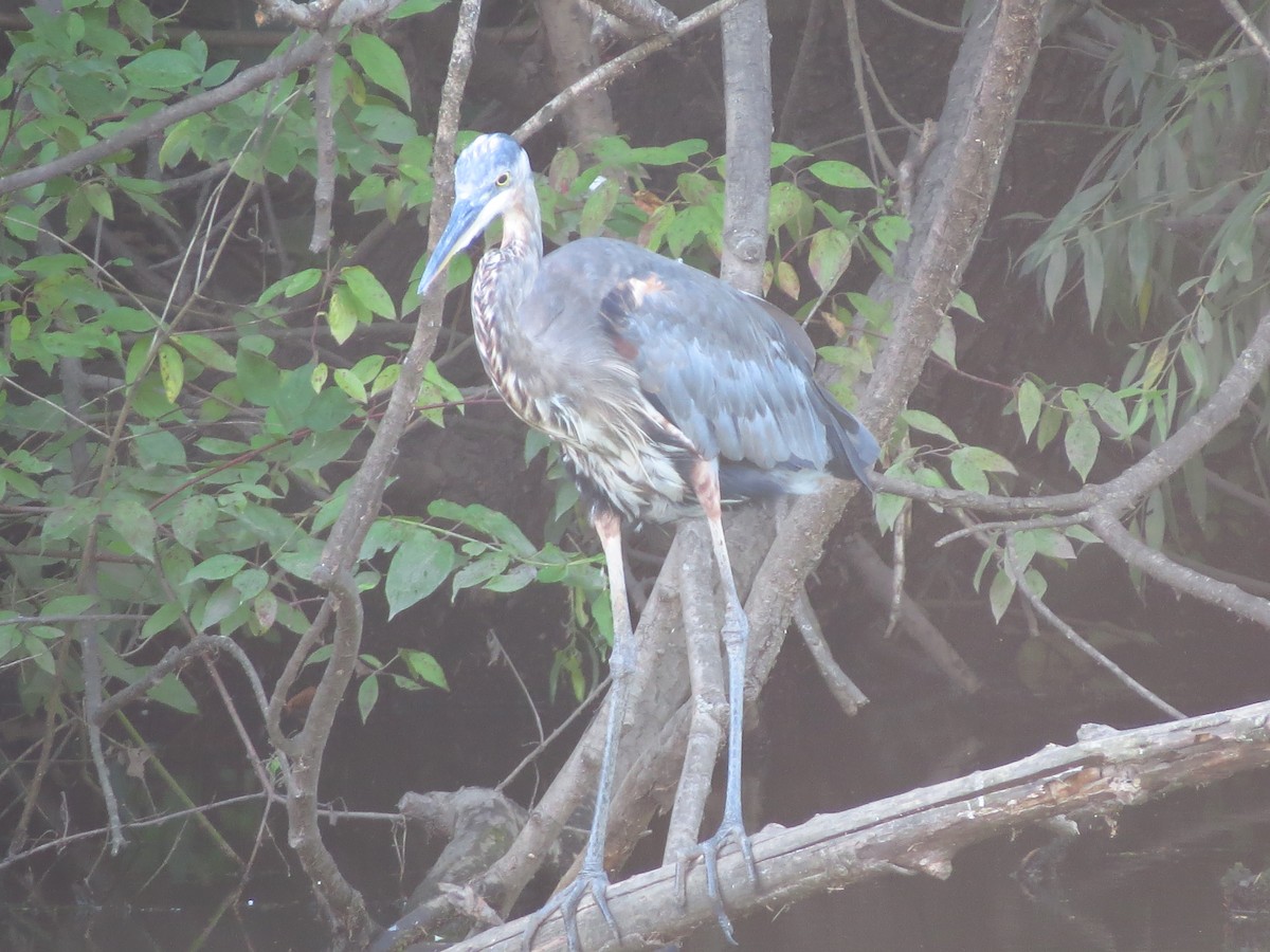 Great Blue Heron - ML253548121