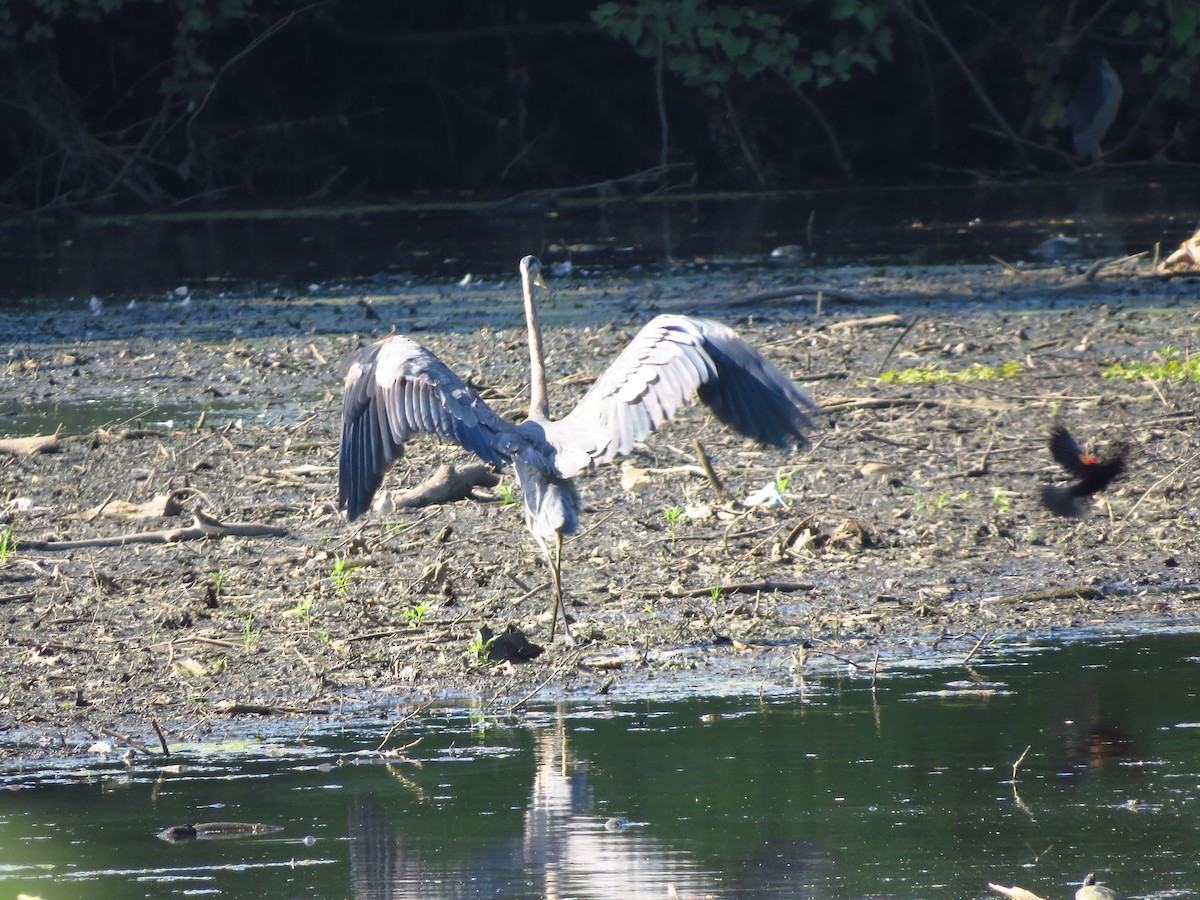 Great Blue Heron - ML253548131