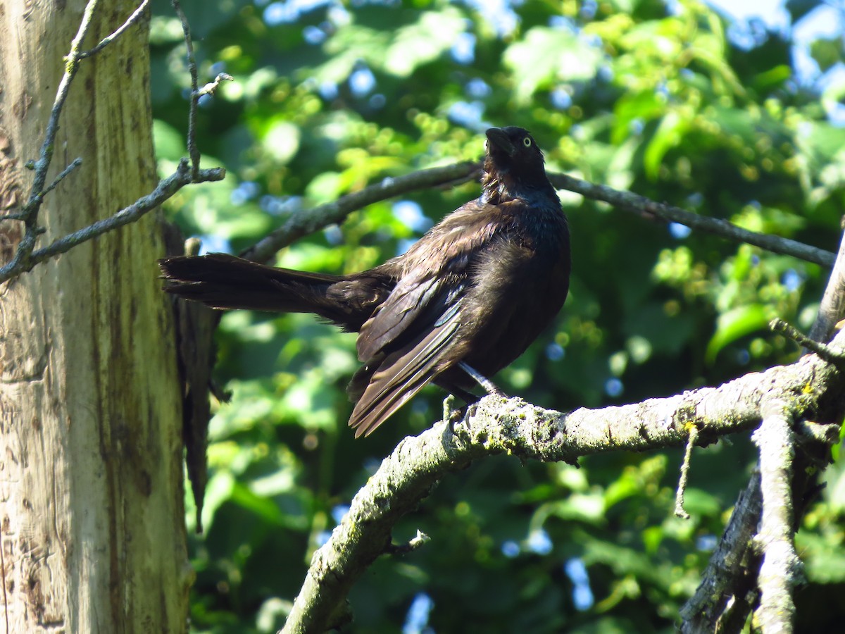 Common Grackle - ML253548521