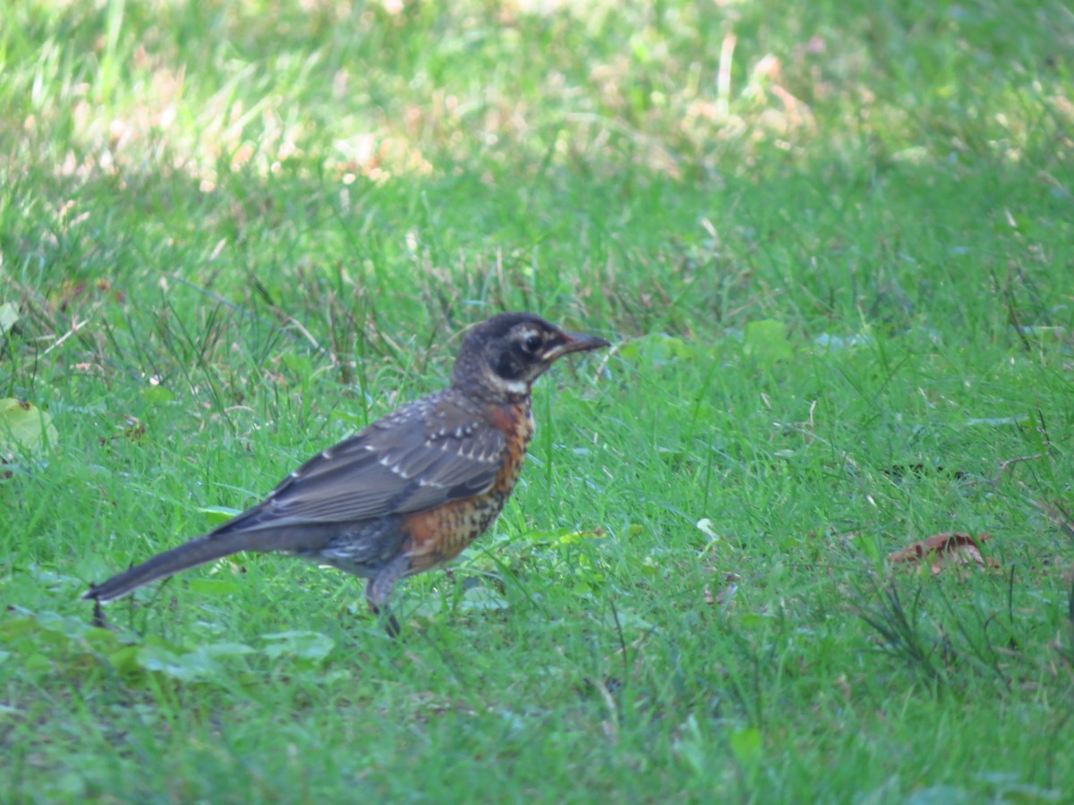 American Robin - ML253548781