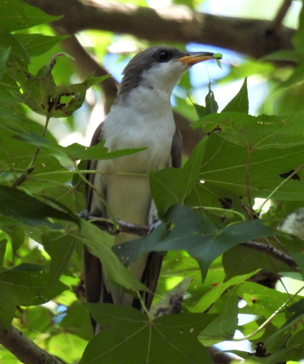 Yellow-billed Cuckoo - ML253548991