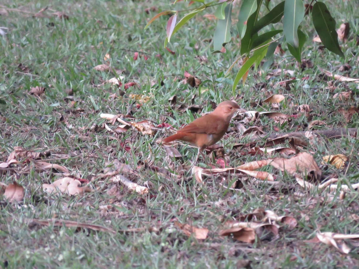 セアカカマドドリ - ML253549661