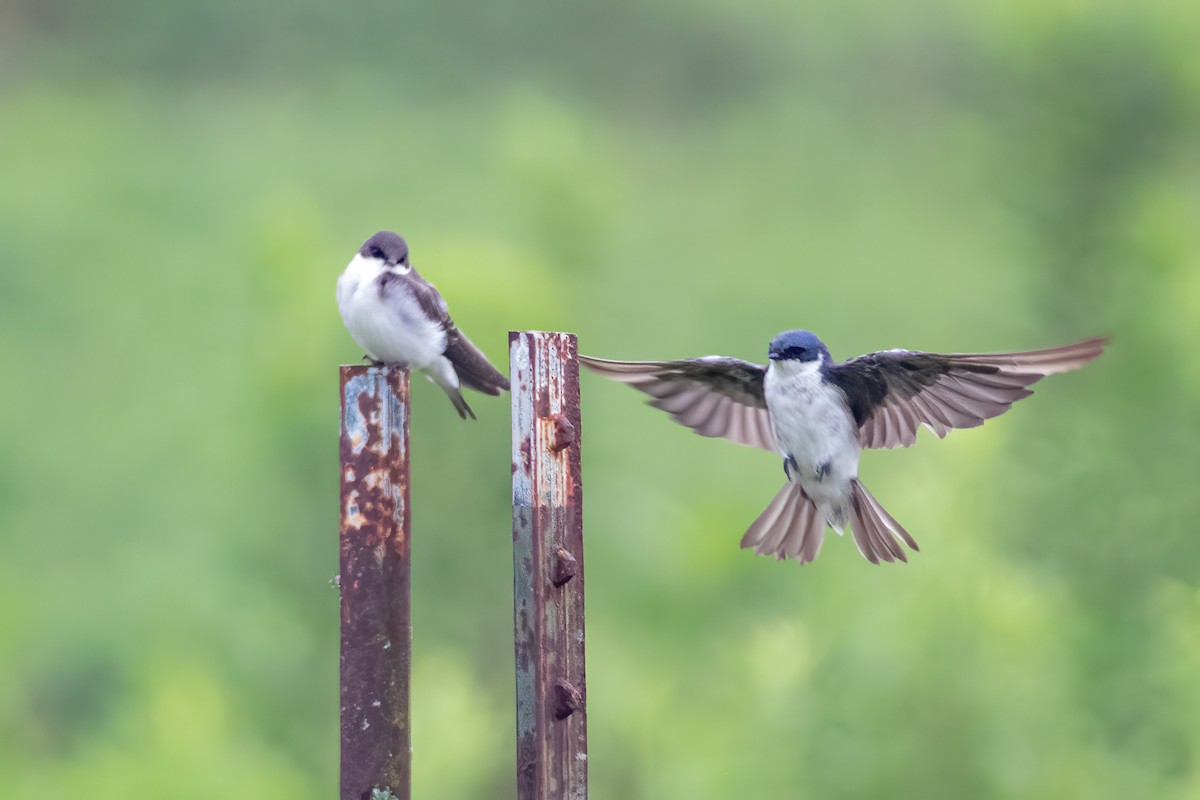 Tree Swallow - ML253551251