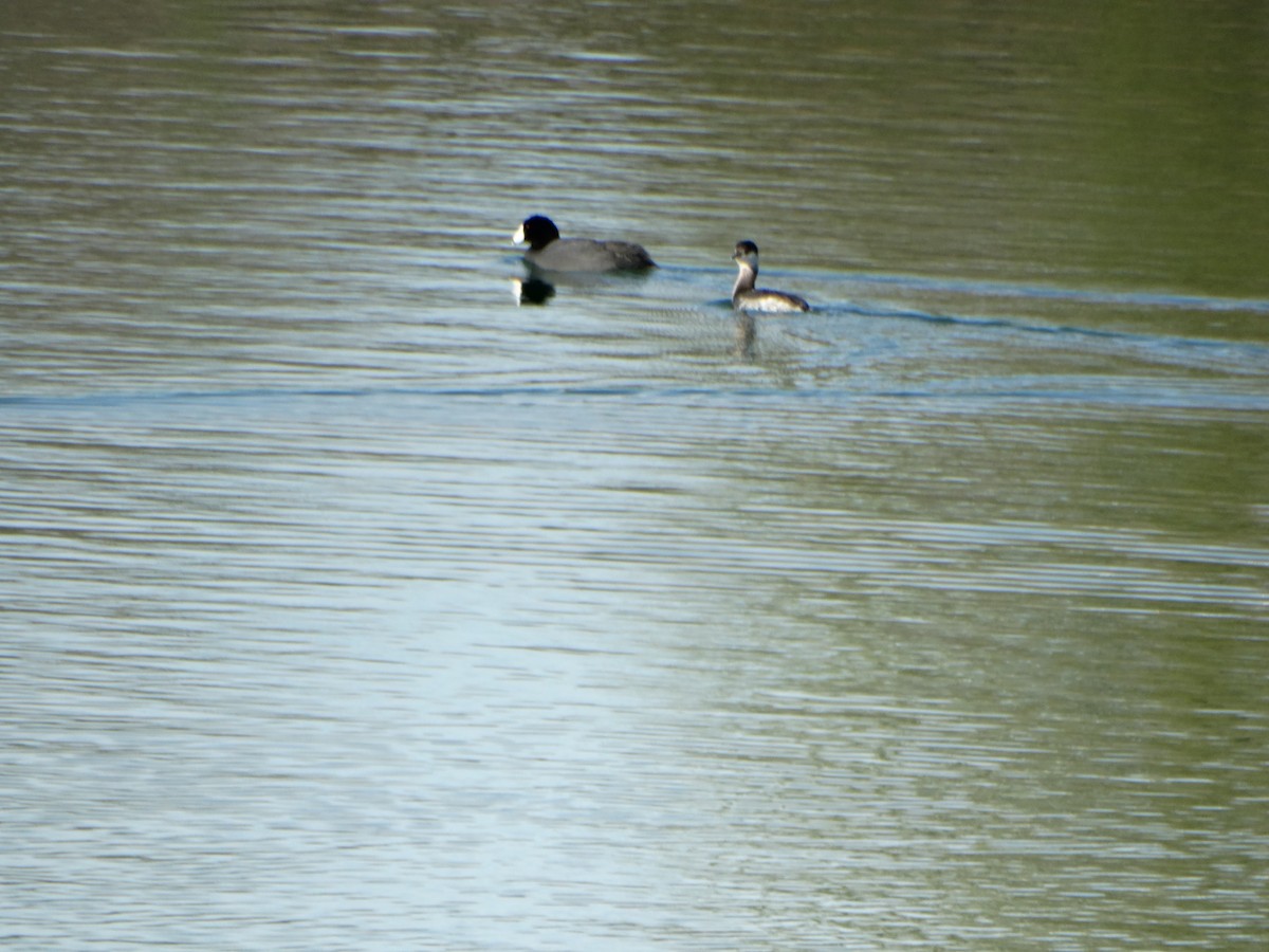 American Coot (Red-shielded) - ML25355231