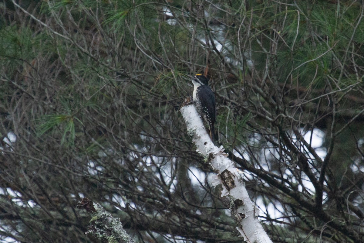 Black-backed Woodpecker - Brandon Edwards