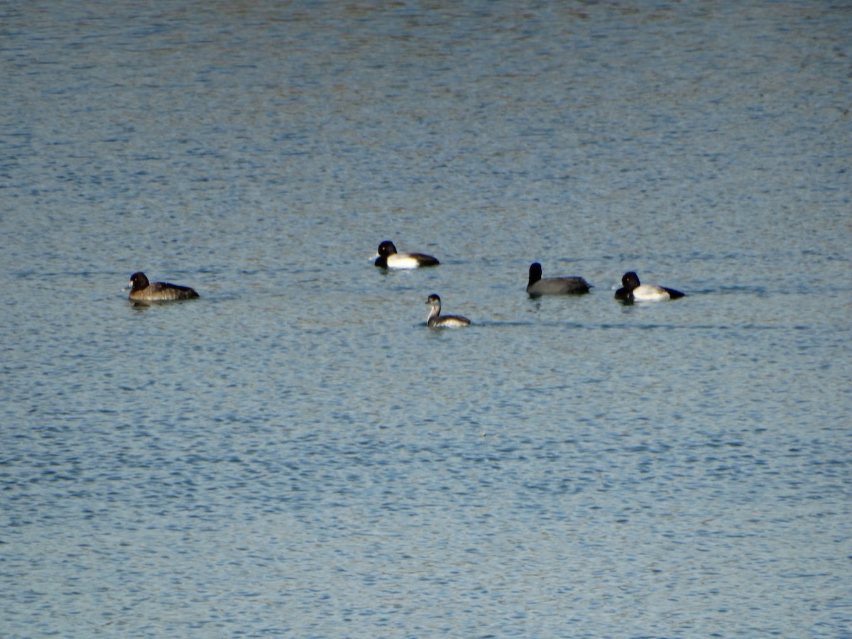 Lesser Scaup - ML25355581
