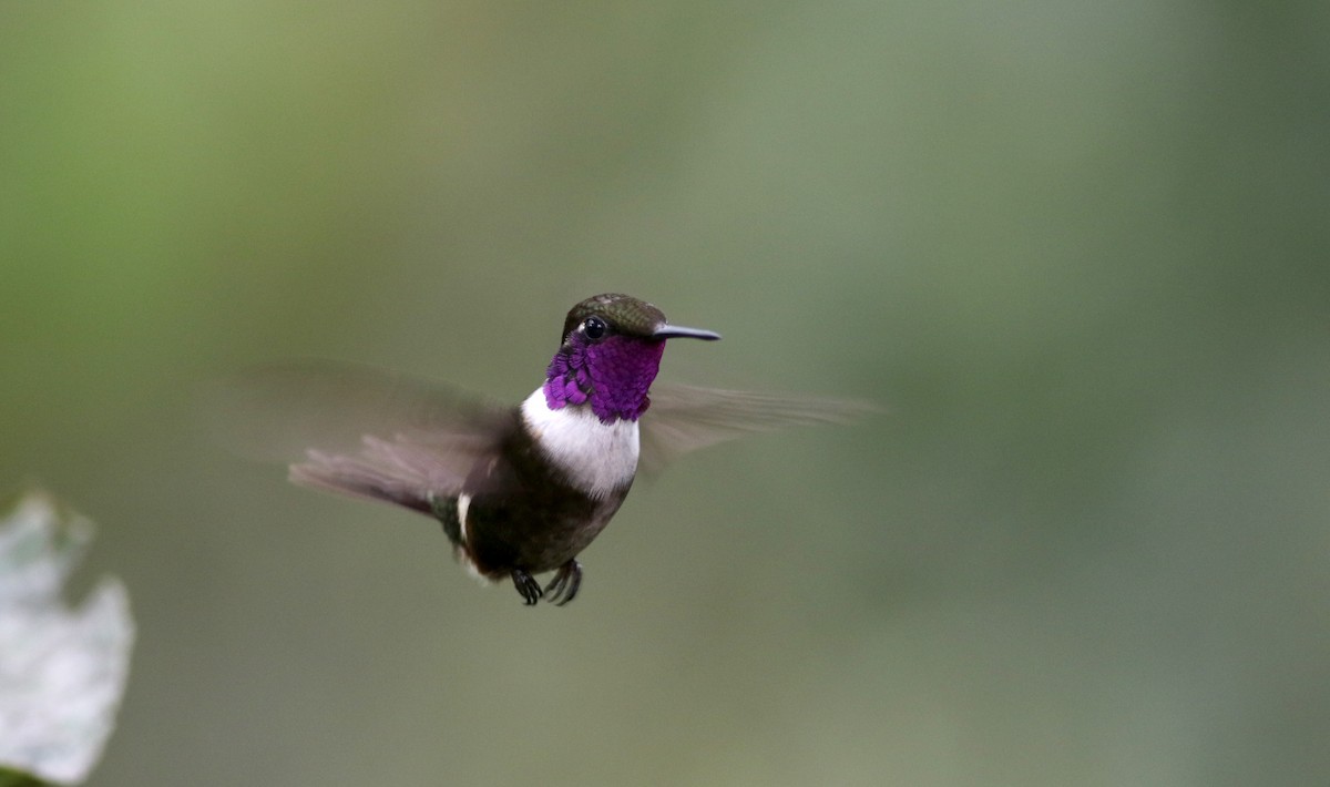 Purple-throated Woodstar - ML25355621