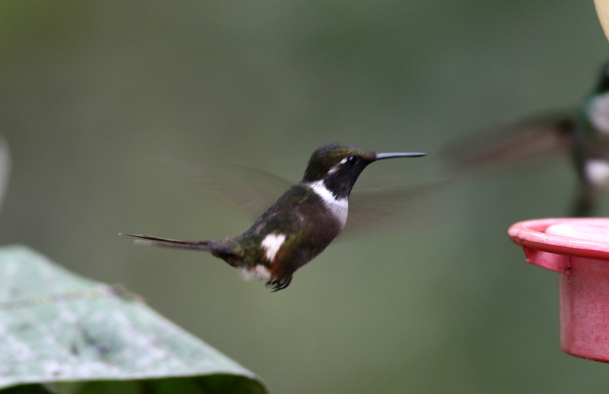 Purple-throated Woodstar - ML25355711