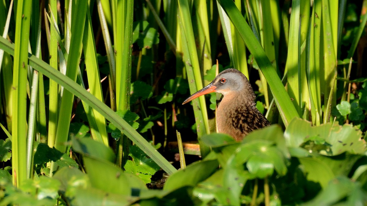 Virginia Rail - ML253560021