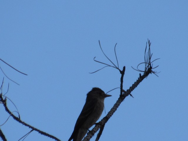 Western Wood-Pewee - Will Merg