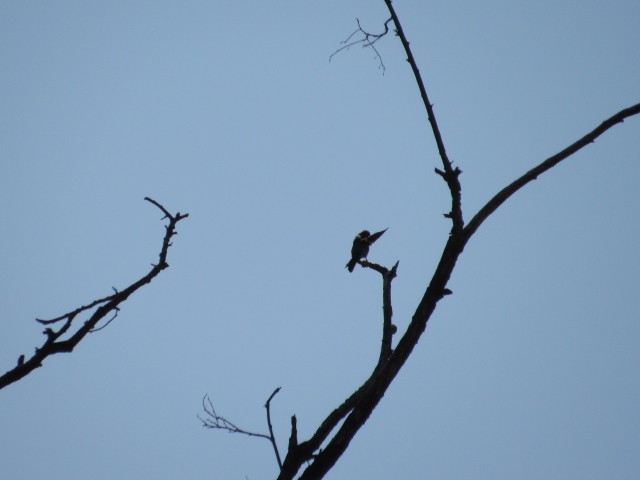 Western Wood-Pewee - Will Merg