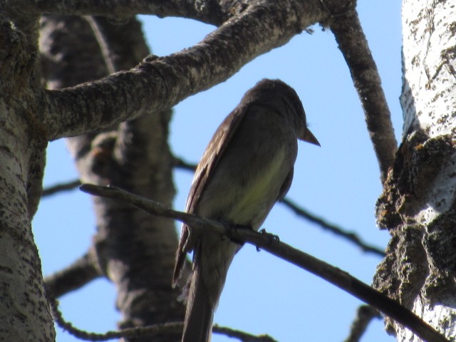 Western Wood-Pewee - Will Merg