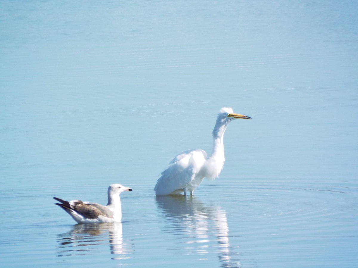 Great Egret - ML253565431