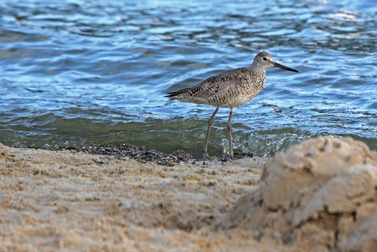 vodouš břehoušovitý (ssp. inornata) - ML253566401