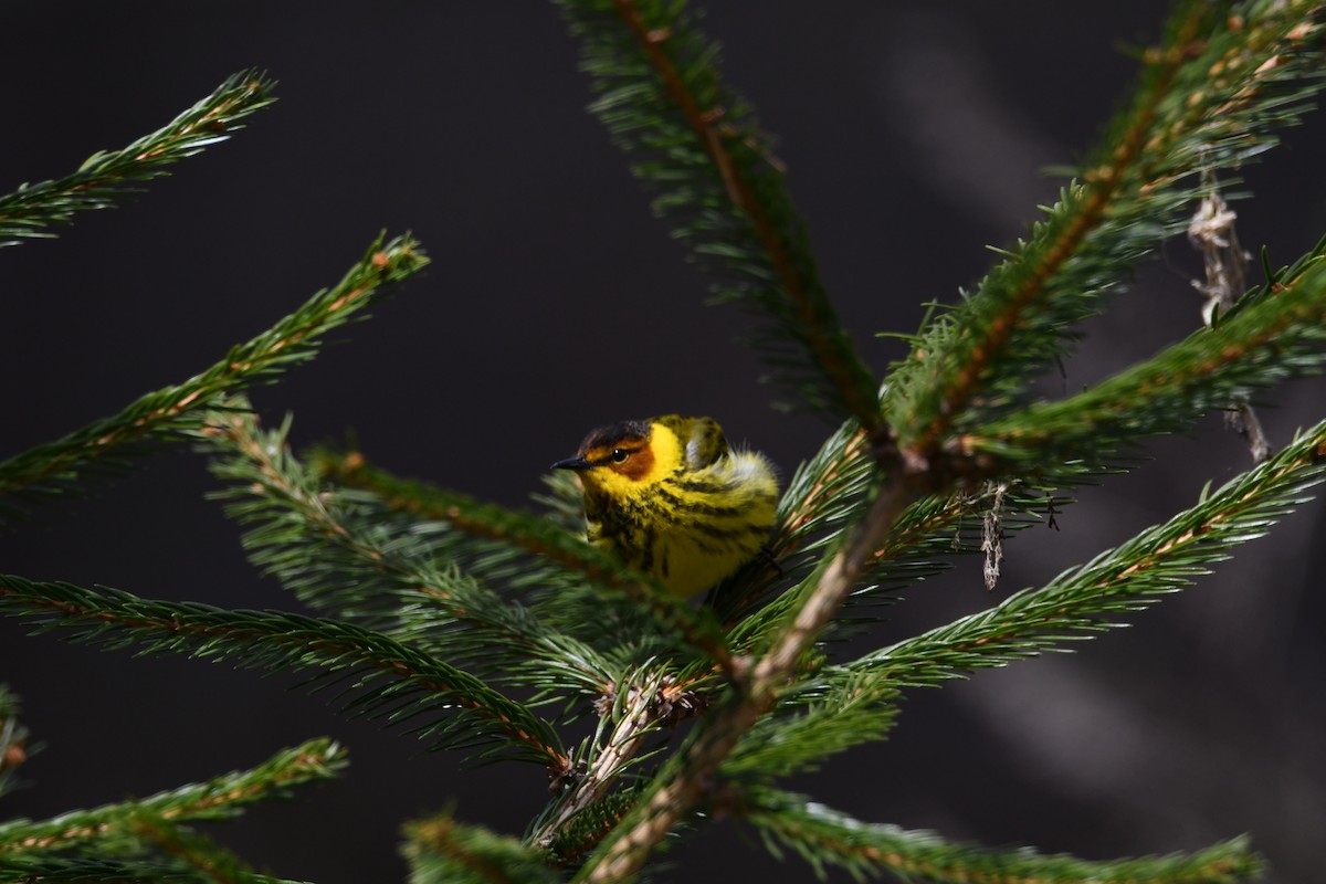 Cape May Warbler - ML253567811