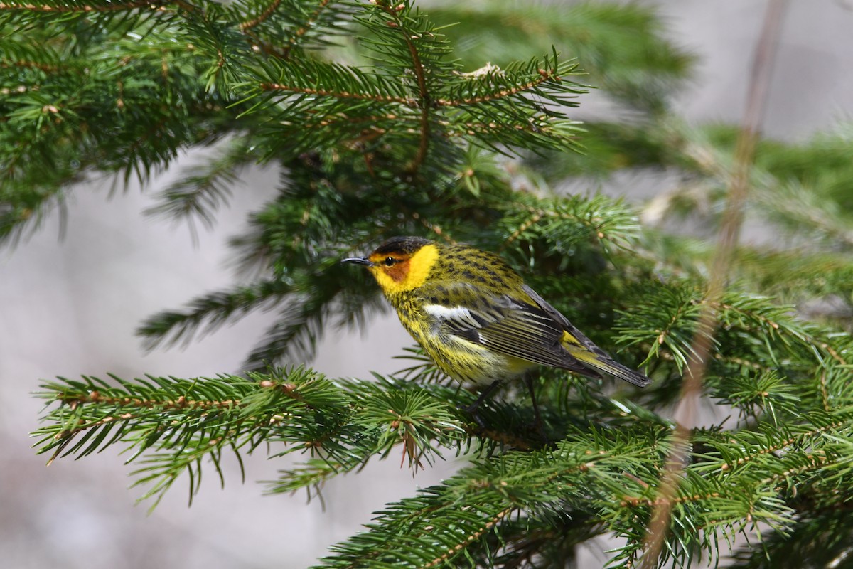 Cape May Warbler - ML253567821