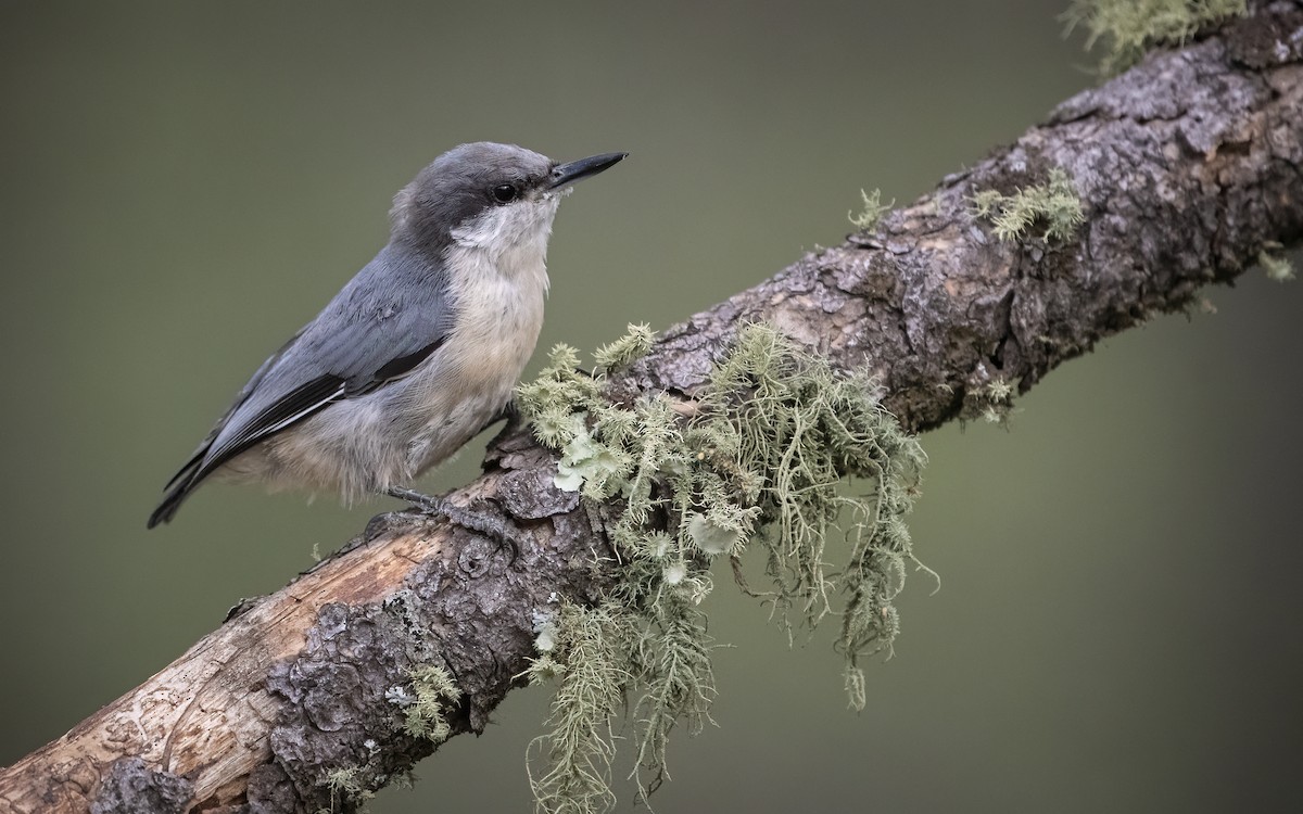 Pygmy Nuthatch - Bryan Calk