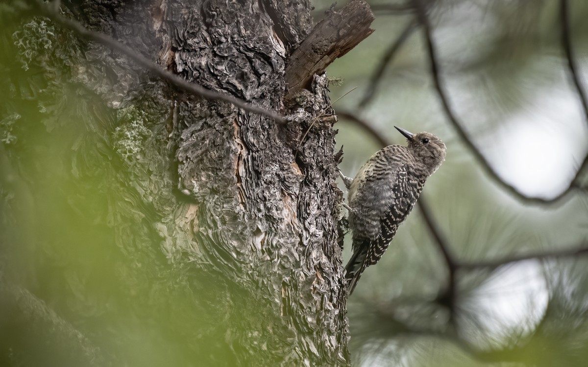 Williamson's Sapsucker - ML253568521