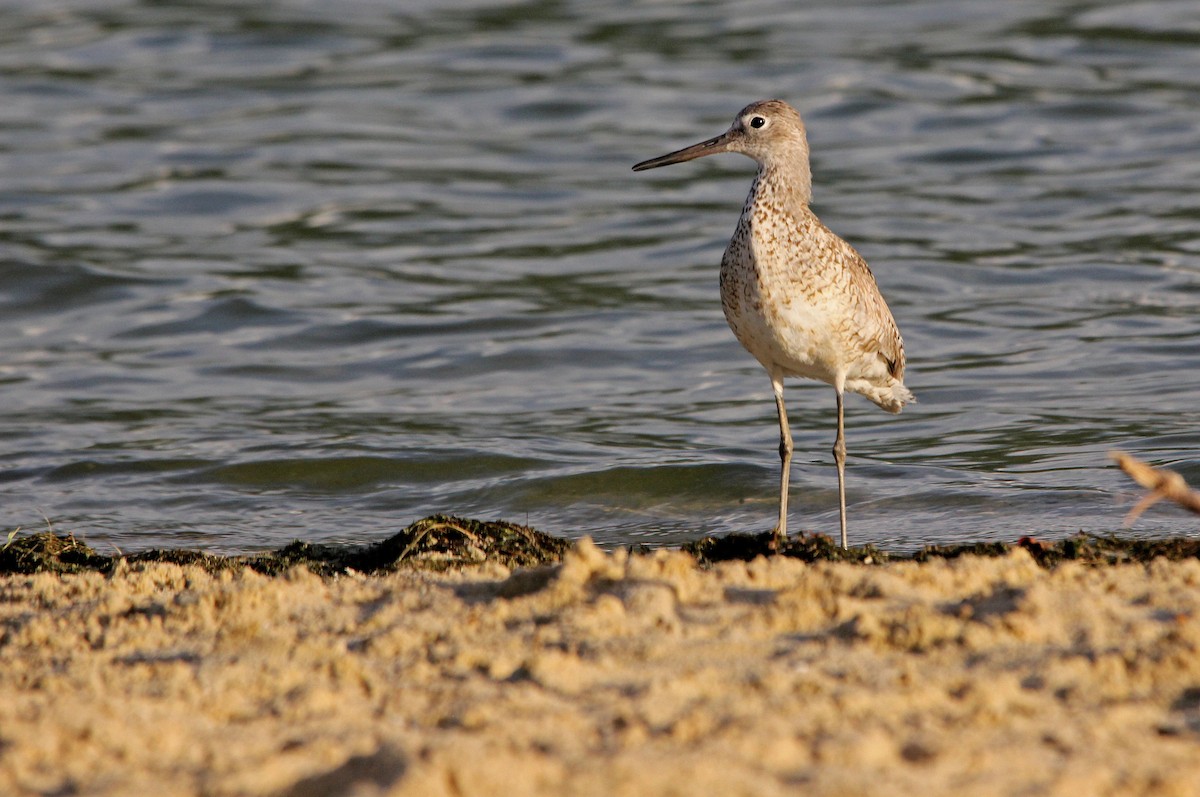 vodouš břehoušovitý (ssp. inornata) - ML253568831