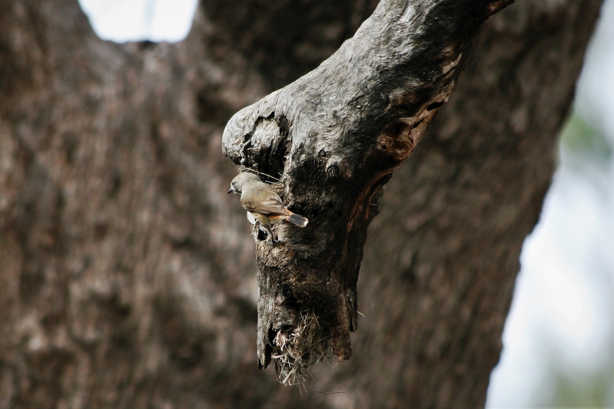 Chestnut-rumped Thornbill - ML253570411