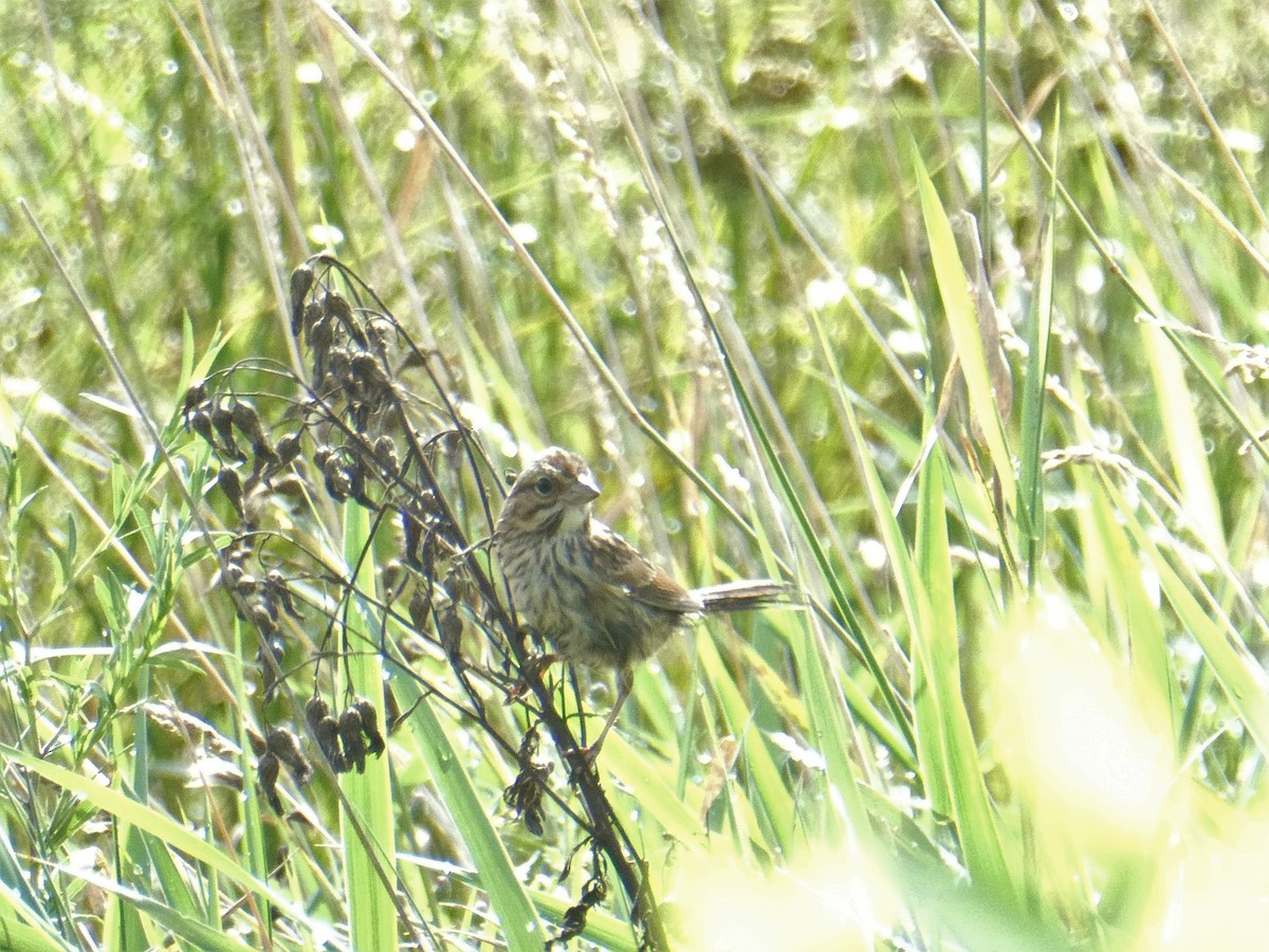 Song Sparrow - kim nordquest