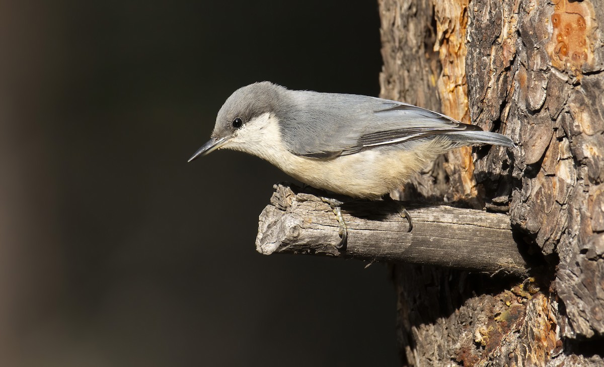 Pygmy Nuthatch - Marky Mutchler
