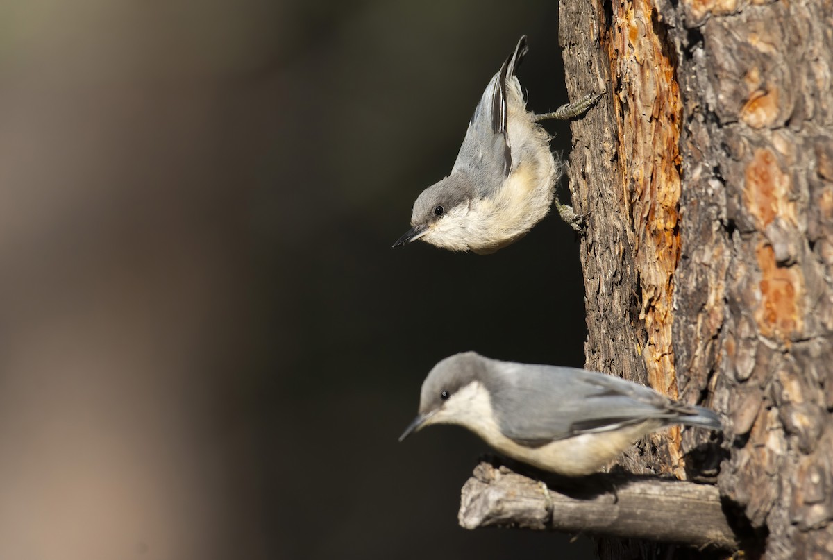 Pygmy Nuthatch - ML253572511