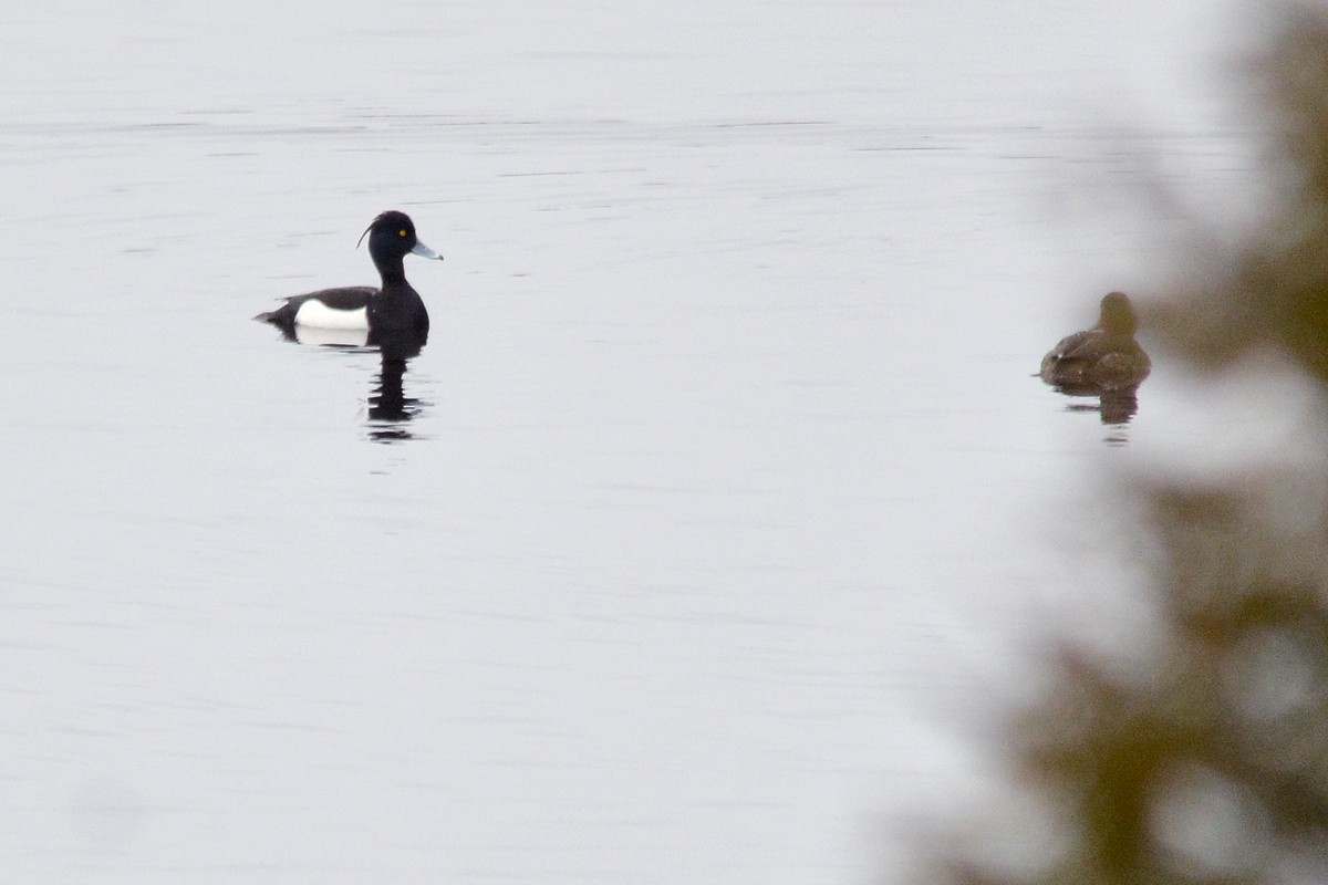 Tufted Duck - Amanda Wilmarth