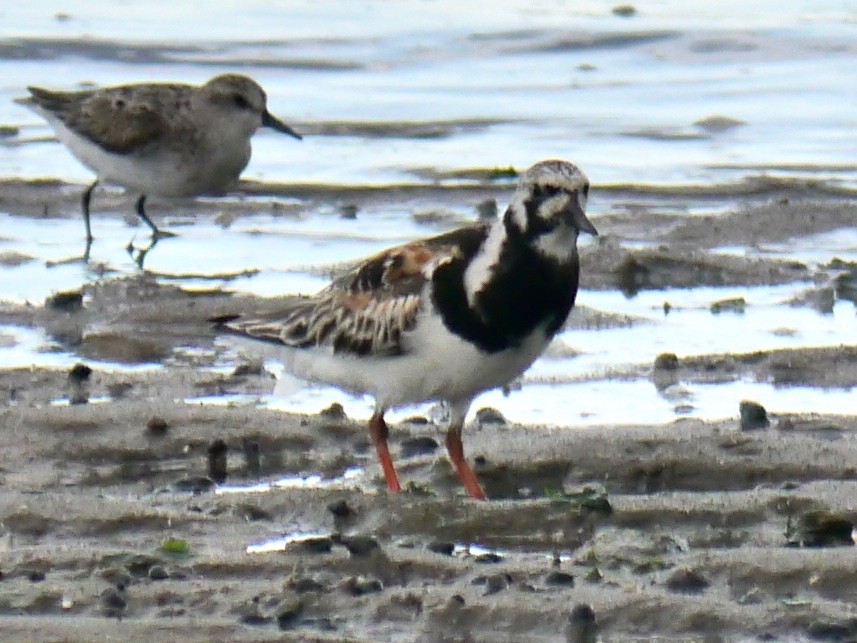 Алаг хайргач - ML253573631