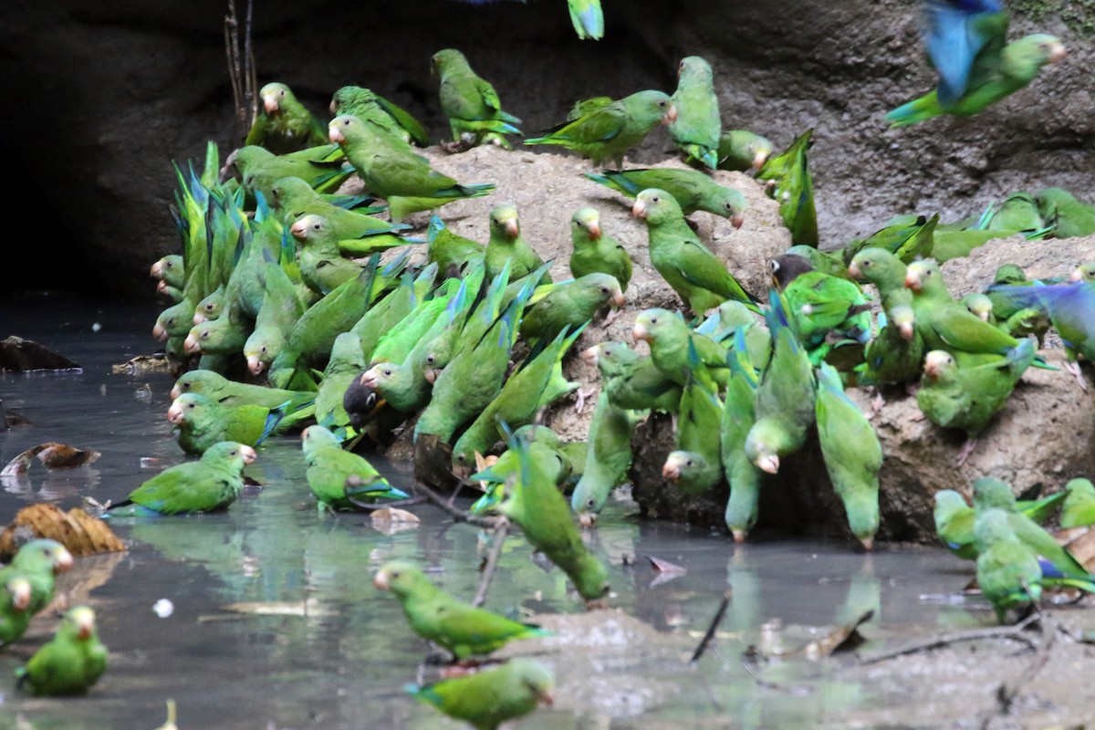 Cobalt-winged Parakeet - Kathleen Keef