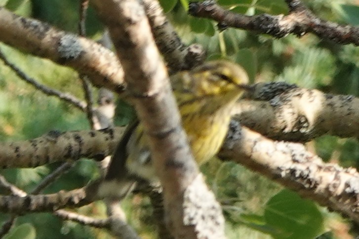 Palm Warbler (Western) - ML253577121