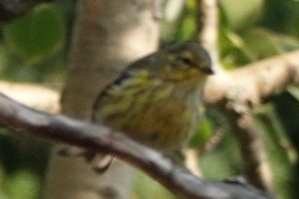 Palm Warbler (Western) - ML253577141