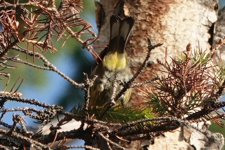 Palm Warbler (Western) - ML253577151