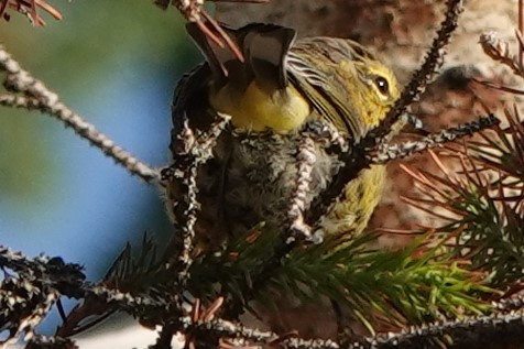 Palm Warbler (Western) - ML253577191