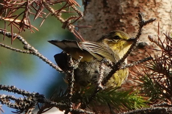 Palm Warbler (Western) - ML253577261