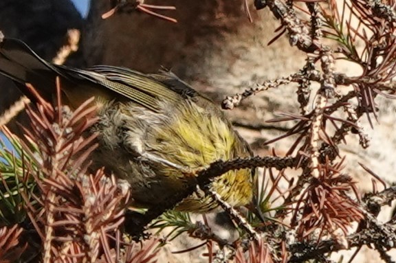 Palm Warbler (Western) - ML253578041