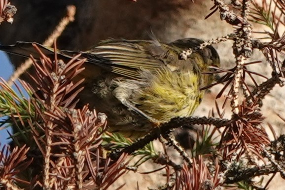 Palm Warbler (Western) - Mike Blancher