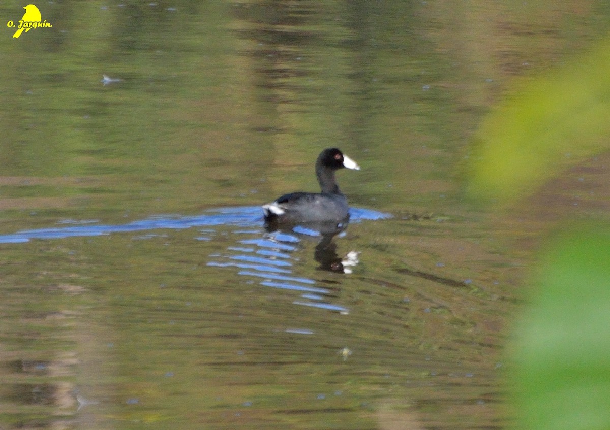 American Coot (Red-shielded) - ML25357821