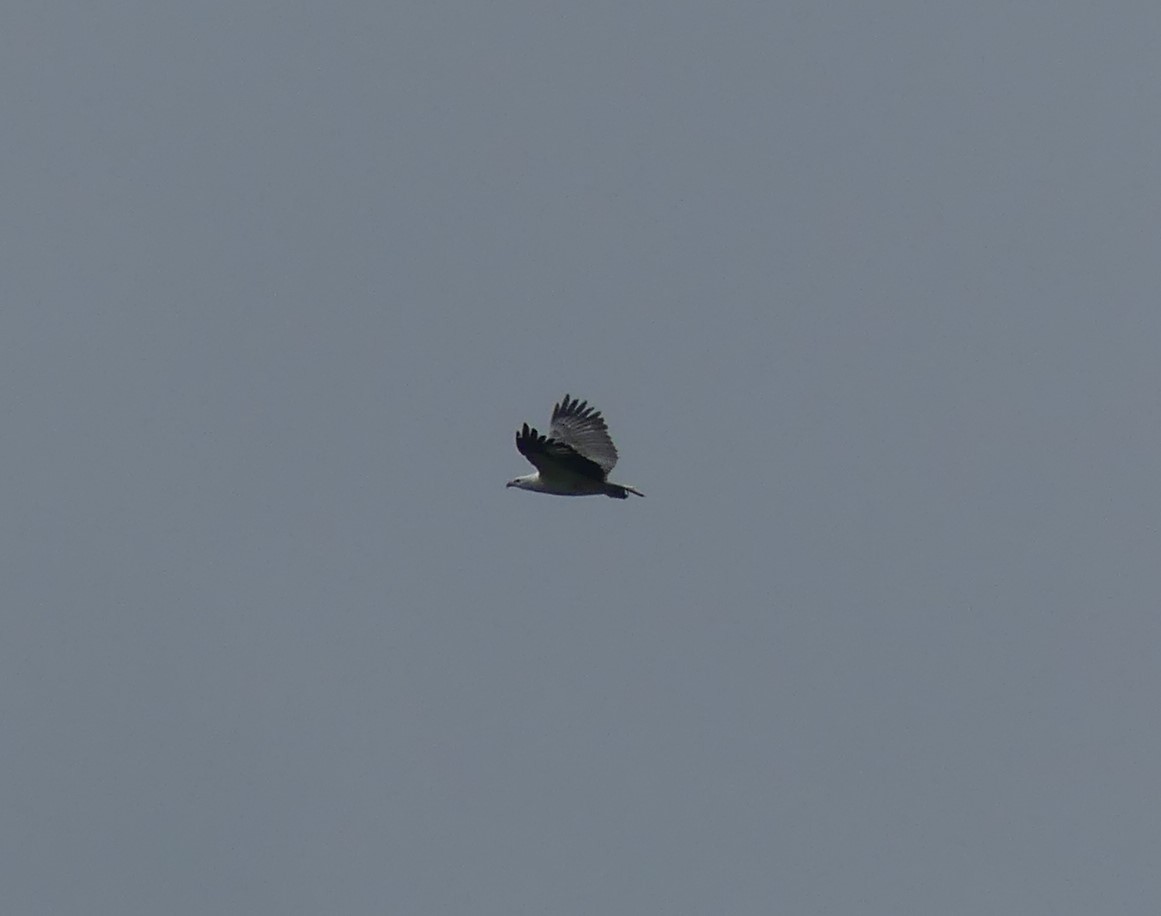 Орлан білочеревий - ML253578521