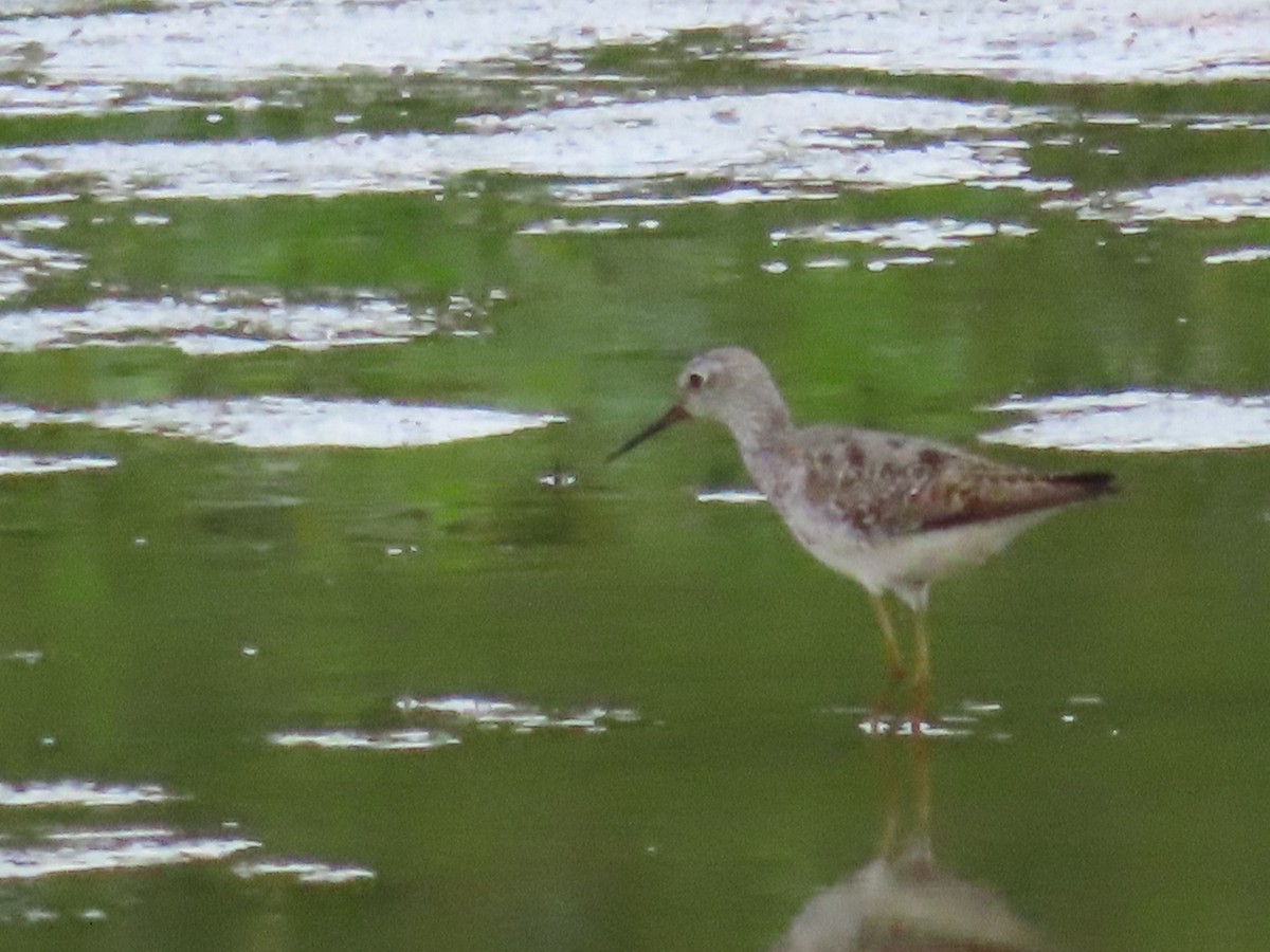 Lesser Yellowlegs - ML253578971