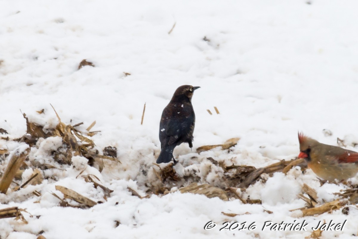 Rusty Blackbird - Patrick Jakel