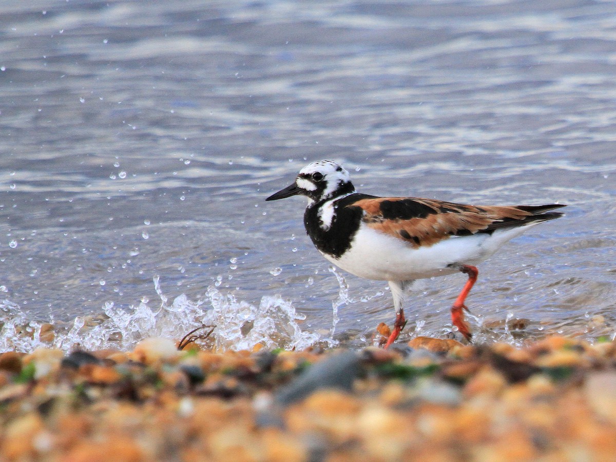 Алаг хайргач - ML253580701