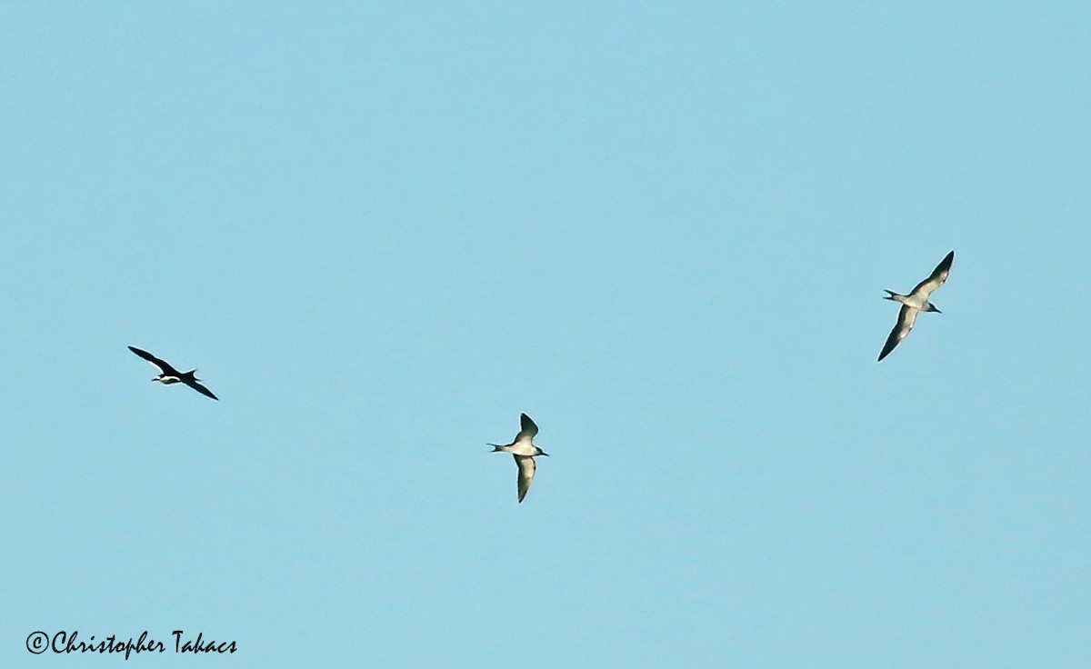 Sooty Tern - ML253582611