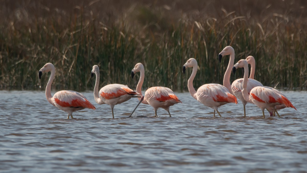 Şili Flamingosu - ML253582711