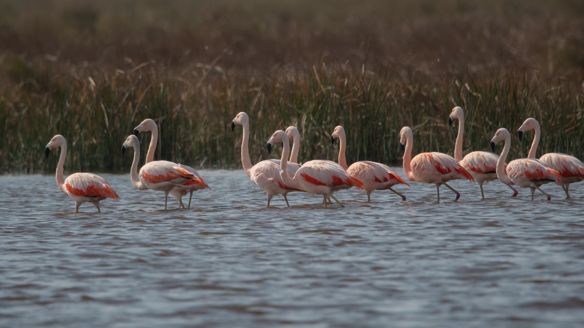 Şili Flamingosu - ML253582741