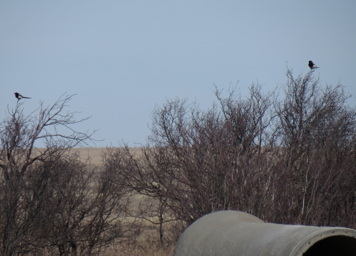 Black-billed Magpie - ML25358361