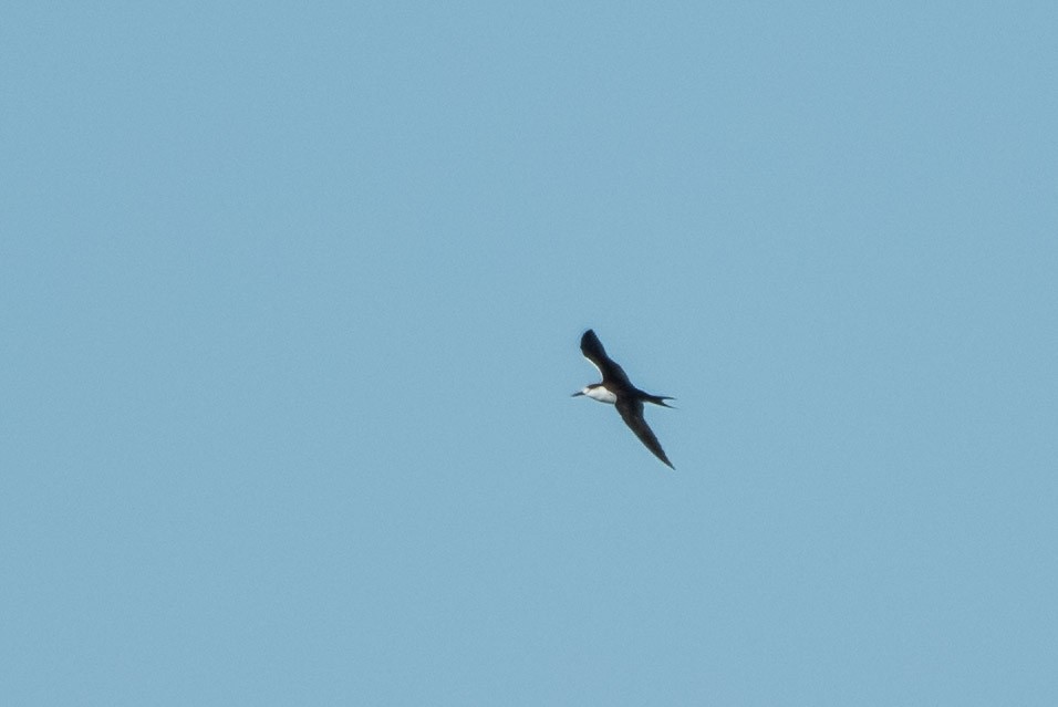 Sooty Tern - Alex Bernzweig