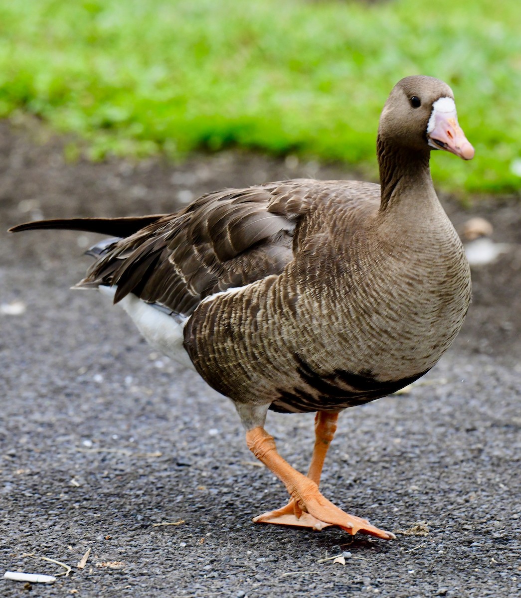 Greater White-fronted Goose - ML253584171