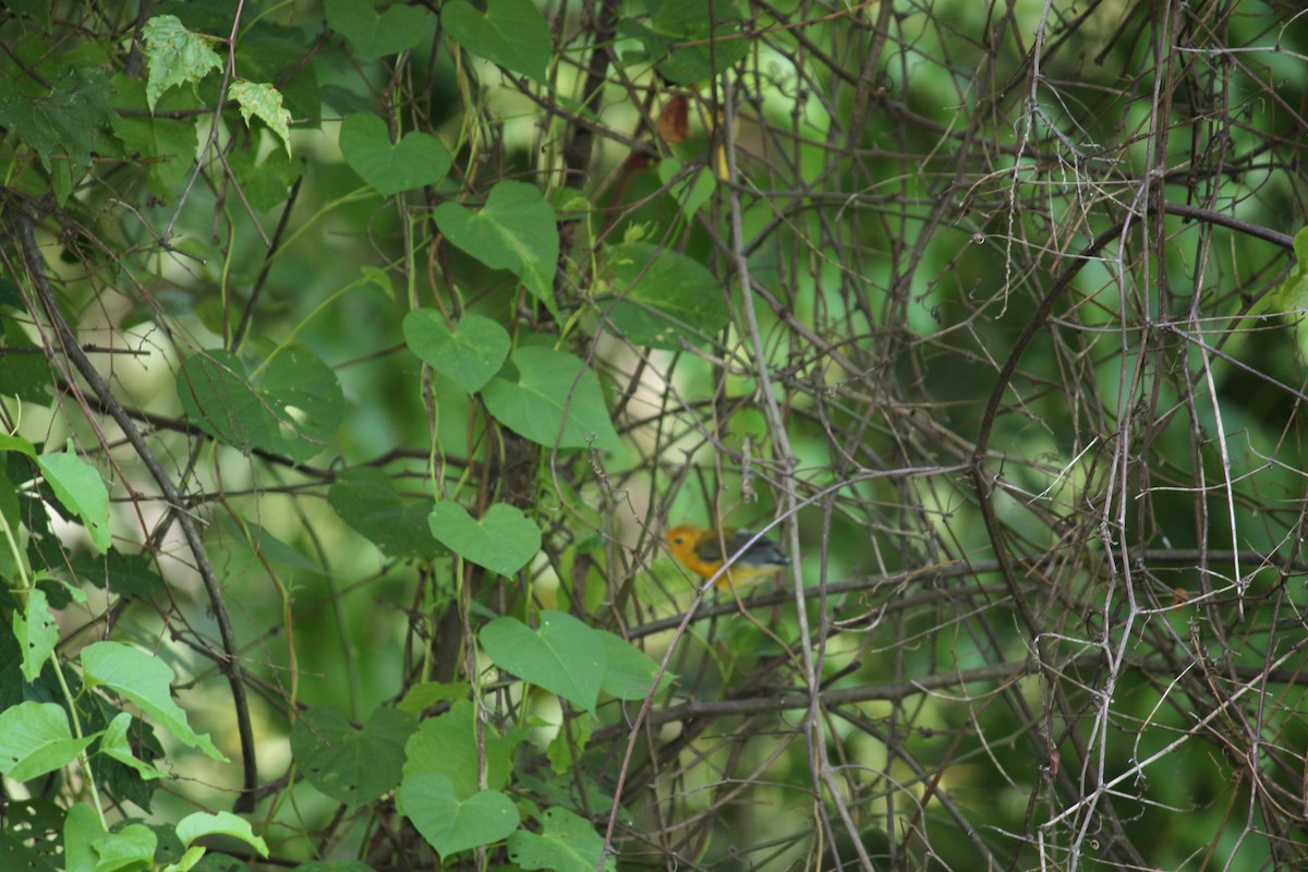 Prothonotary Warbler - ML253584441