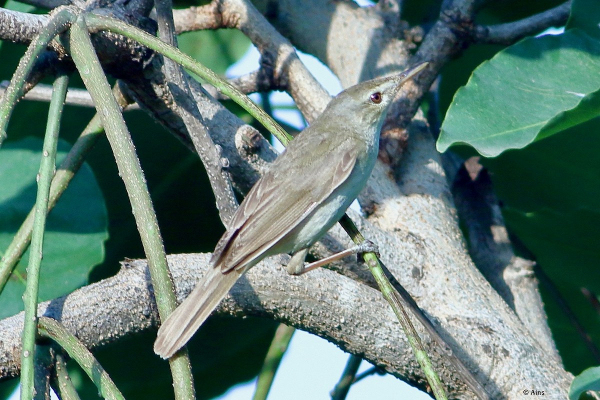 Blyth's Reed Warbler - Ains Priestman